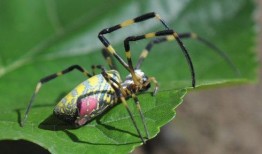 av金属蜘蛛什么意思,网络世界的神秘猎手