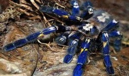 av金属蜘蛛什么意思,网络世界的神秘猎手