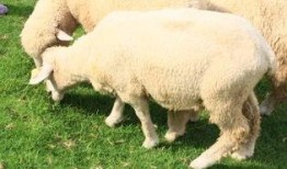 青青草原在线视频播放,青青草原在线视频播放精彩回顾