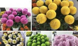 欧美高清无码 菊花