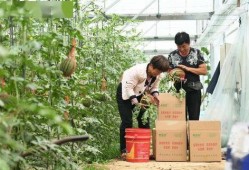 新瓜最新爆料河北