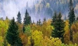 美丽的小兴安岭视频,自然奇观与生态魅力的视觉盛宴