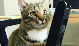 猫咪在线观看免费完整版,免费观看完整版，萌宠瞬间捕获你的心