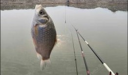 沙坑大鲤鱼爆料视频大全,揭秘幕后真相与精彩瞬间