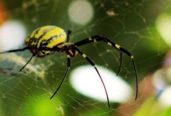 av金属蜘蛛什么意思,网络世界的神秘猎手