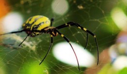 av金属蜘蛛什么意思,网络世界的神秘猎手