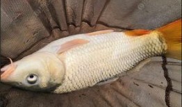 沙坑大鲤鱼爆料视频大全,揭秘幕后真相与精彩瞬间