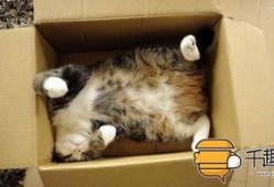 猫咪在线观看免费完整版,免费观看完整版，萌宠瞬间捕获你的心