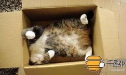 猫咪在线观看免费完整版,免费观看完整版，萌宠瞬间捕获你的心