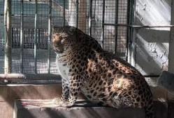 豹一视频,揭秘神秘生物的惊悚瞬间