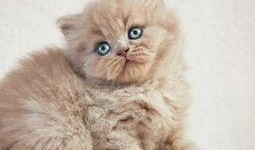 猫咪在线观看免费完整版,免费观看完整版，萌宠瞬间捕获你的心