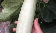 网红的吃瓜视频在哪看,热门平台一览