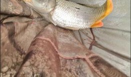 沙坑大鲤鱼爆料视频大全,揭秘幕后真相与精彩瞬间